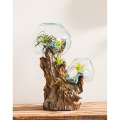 Terrarium Brighten your Home or Patio with This Natural Style Planter. The 2 Round Glass Bowls Sit On A Piece of Repurposed Wood
