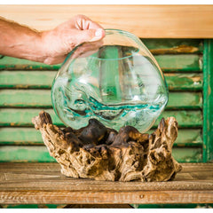 Glass Terrarium Brighten your Home or Patio with this Ocean-Themed Planter. The Glass Bowl Sits On A Piece of Driftwood Natural Gimbal Tree Root