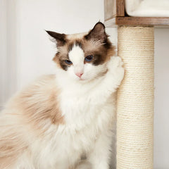 Rustic Brown/Black Kimmel 58" Cat Condo Perfect Napping or Playing